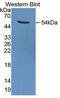 Eukaryotic Translation Elongation Factor 1 Gamma antibody, abx128244, Abbexa, Western Blot image 