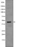 Regulator Of Chromosome Condensation 1 antibody, abx218231, Abbexa, Western Blot image 