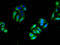 Ras antibody, LS-B16876, Lifespan Biosciences, Immunofluorescence image 