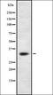 BCL2 Interacting Protein 3 Like antibody, orb337077, Biorbyt, Western Blot image 