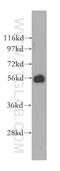 Atlastin-1 antibody, 12149-1-AP, Proteintech Group, Western Blot image 