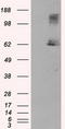 Lipase G, Endothelial Type antibody, TA501024, Origene, Western Blot image 