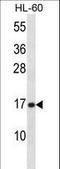 Phospholipase A2 Group V antibody, LS-C163763, Lifespan Biosciences, Western Blot image 