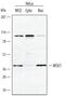 Msh Homeobox 1 antibody, AF5045, R&D Systems, Western Blot image 