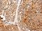 Glypican 1 antibody, PA5-51290, Invitrogen Antibodies, Immunohistochemistry paraffin image 