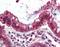 Ezrin antibody, orb19239, Biorbyt, Immunohistochemistry paraffin image 