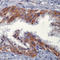 Pro-neuregulin-1, membrane-bound isoform antibody, LS-C88005, Lifespan Biosciences, Immunohistochemistry frozen image 