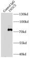 Exocyst Complex Component 5 antibody, FNab02894, FineTest, Immunoprecipitation image 
