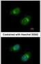 Collagen Type III Alpha 1 Chain antibody, PA5-34787, Invitrogen Antibodies, Immunofluorescence image 