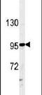 Ataxin 2 Like antibody, PA5-25107, Invitrogen Antibodies, Western Blot image 