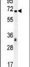 Transcription Factor 4 antibody, PA5-25659, Invitrogen Antibodies, Western Blot image 