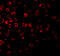 Lap1 antibody, 3599, ProSci, Immunofluorescence image 