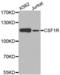 Colony Stimulating Factor 1 Receptor antibody, abx002189, Abbexa, Western Blot image 