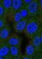Aspartyl Aminopeptidase antibody, HPA044860, Atlas Antibodies, Immunofluorescence image 