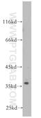 Steroid receptor RNA activator 1 antibody, 18699-1-AP, Proteintech Group, Western Blot image 