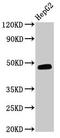 DnaJ Heat Shock Protein Family (Hsp40) Member B5 antibody, CSB-PA007011LA01HU, Cusabio, Western Blot image 
