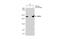 Bromodomain Containing 4 antibody, GTX130586, GeneTex, Immunoprecipitation image 