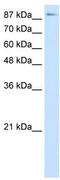 Elongin A antibody, TA330044, Origene, Western Blot image 