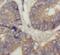 Ribosomal Protein Lateral Stalk Subunit P0 antibody, FNab07448, FineTest, Immunohistochemistry paraffin image 