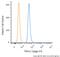 Transient Receptor Potential Cation Channel Subfamily A Member 1 antibody, NB110-40763, Novus Biologicals, Flow Cytometry image 