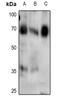 SMAD Family Member 4 antibody, LS-C760908, Lifespan Biosciences, Western Blot image 