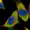 DEAD-Box Helicase 3 X-Linked antibody, NBP1-85290, Novus Biologicals, Immunocytochemistry image 