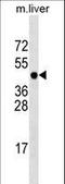 Protein-L-Isoaspartate (D-Aspartate) O-Methyltransferase Domain Containing 1 antibody, LS-C158554, Lifespan Biosciences, Western Blot image 