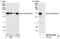 ATPase Family AAA Domain Containing 5 antibody, NB100-57495, Novus Biologicals, Western Blot image 