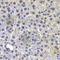 Far Upstream Element Binding Protein 3 antibody, A7948, ABclonal Technology, Immunohistochemistry paraffin image 
