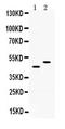 Solute Carrier Family 10 Member 1 antibody, PA5-80001, Invitrogen Antibodies, Western Blot image 