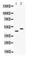 Solute Carrier Family 10 Member 1 antibody, PA5-80001, Invitrogen Antibodies, Western Blot image 