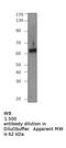 RUNX Family Transcription Factor 3 antibody, MBS540312, MyBioSource, Western Blot image 