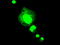 Heparin-binding growth factor 1 antibody, M00206, Boster Biological Technology, Immunofluorescence image 