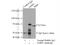 Guanine Monophosphate Synthase antibody, 16376-1-AP, Proteintech Group, Immunoprecipitation image 