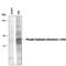 TRPH antibody, PPS039, R&D Systems, Western Blot image 