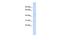 Tripartite Motif Family Like 2 antibody, GTX45238, GeneTex, Western Blot image 