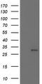 Nicotinamide N-Methyltransferase antibody, LS-B12974, Lifespan Biosciences, Western Blot image 