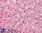 Eukaryotic Translation Initiation Factor 3 Subunit E antibody, 42-702, ProSci, Enzyme Linked Immunosorbent Assay image 
