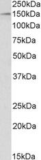 Aryl Hydrocarbon Receptor antibody, 43-451, ProSci, Immunohistochemistry paraffin image 