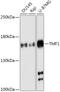 TATA Element Modulatory Factor 1 antibody, 16-980, ProSci, Western Blot image 