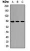 NCK Interacting Protein With SH3 Domain antibody, LS-C354265, Lifespan Biosciences, Western Blot image 