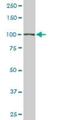 Tripartite Motif Containing 28 antibody, H00010155-M02, Novus Biologicals, Western Blot image 