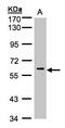 Mitogen-Activated Protein Kinase 15 antibody, LS-B6317, Lifespan Biosciences, Western Blot image 