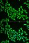 Mitochondrial Ribosomal Protein S30 antibody, LS-C335606, Lifespan Biosciences, Immunofluorescence image 