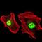Replication Protein A1 antibody, GTX60579, GeneTex, Immunocytochemistry image 