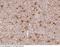 Ezrin antibody, 12858-T60, Sino Biological, Immunohistochemistry frozen image 