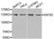 Scaffold Attachment Factor B2 antibody, orb373214, Biorbyt, Western Blot image 