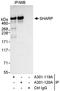 Kiaa0929 antibody, A301-120A, Bethyl Labs, Immunoprecipitation image 
