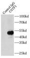 Cleavage Stimulation Factor Subunit 1 antibody, FNab02038, FineTest, Immunoprecipitation image 