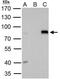 AT-Rich Interaction Domain 3A antibody, NBP2-16228, Novus Biologicals, Immunoprecipitation image 